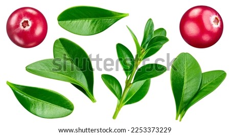 Isolated cranberry. Fresh organic cranberry with leaves isolated clipping path. Cranberry macro studio photo.