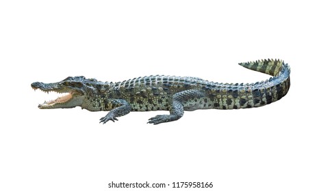 51,274 Crocodile on white background Images, Stock Photos & Vectors ...