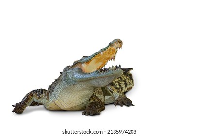Isolated crocodile on white background with clipping path, crocodile in the action of aggressive, open mouth and circling to the side of body, image view at the level of the crocodile.