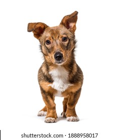 Isolated Crossbreed Dog Standing In Front