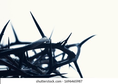 Isolated Crown of thorns with a white background.