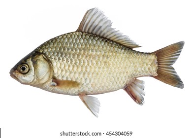 Isolated crucian carp, a kind of fish from the side. Live fish with flowing fins. River fish - Shutterstock ID 454304059