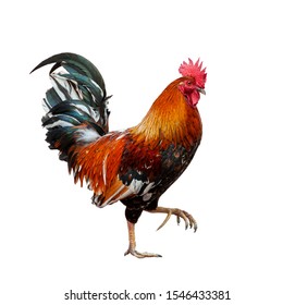 Isolated Cuban rooster taking a step