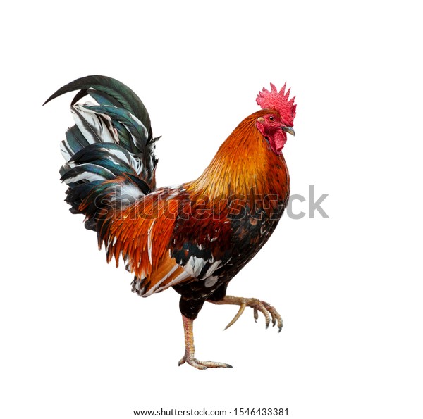 Isolated Cuban Rooster Taking Step Stock Photo (Edit Now) 1546433381