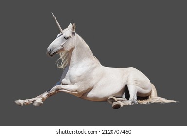 Isolated cut out of a realistic grey and white unicorn lying down over dark background