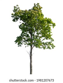 Isolated cut out tree from background with clippings path on white background, selected tree by path and clearance background for easy and fast use 