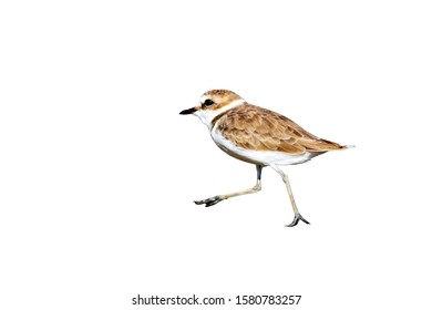 Isolated Cute Bird. White Background. Bird: Kentish Plover. 