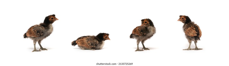 Isolated Cute Black Brown Baby Appenzeller Chicks Set On The Row On White Clear Background Studio Light.