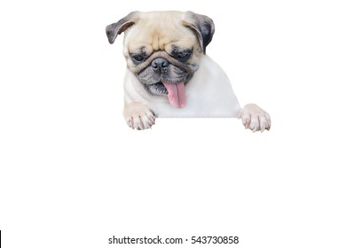 Isolated cute puppy dog pug look down with copy space for label and clipping path