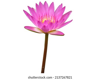 isolated cutout colorful Lotus flowers die cut element transparent background spa peaceful meditation sign with clipping path