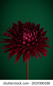 Isolated Dahlia Black Jack On A Green Background