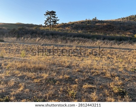 Isolated dark pine tree in hilly landscape of green and golden grasses