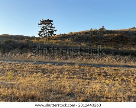Isolated dark pine tree in hilly landscape of green and golden grasses