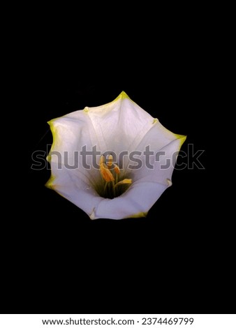 isolated Datura metel flower or angels trumpet snow white flower a medicinal herb