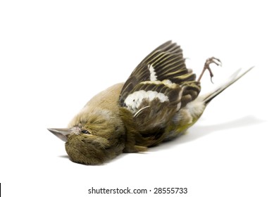 Isolated Dead Bird On White