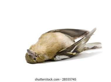 Isolated Dead Bird On White