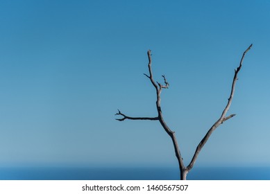 Isolated Dead Tree Against The Backdrop Of The Southern Ocean, Australia