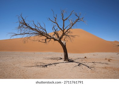 Isolated dead tree casting a dramatic shadow across the desert floor with a towering orange dune rising behind it under a deep blue sky. Strong sunlight accentuates the stark, sculptural form of the b