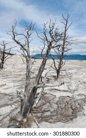 Isolated dead tree with no leaf on cracked soil as a result from global warming effect