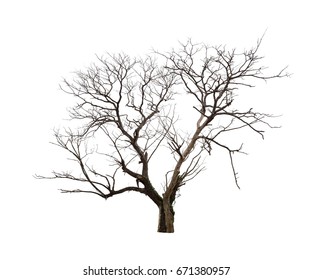 Isolated Dead Tree With No Leaves On White Background