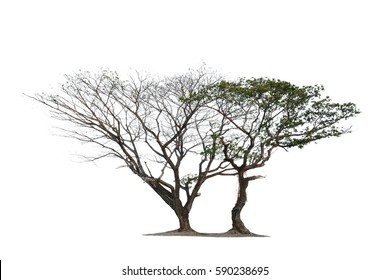 Isolated dead tree and tree on white background.