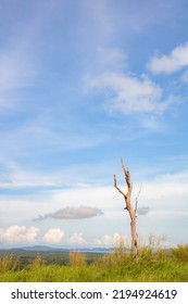 Isolated Dead Tree Trunk On The Top Of The Hill