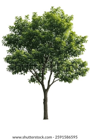 Isolated deciduous tree with lush green foliage, perfect for architectural renderings, landscape designs, or environmental projects