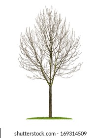 Isolated Deciduous Tree In The Winter