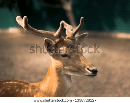 Similar – Image, Stock Photo The japanese deer