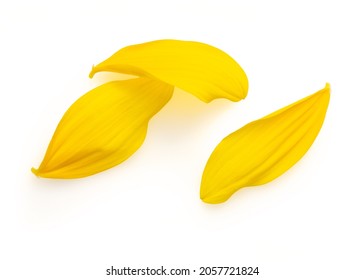 Isolated delicate yellow flower petals on a white background 