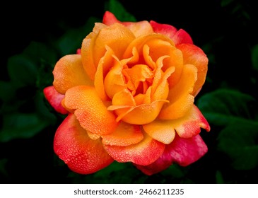 An isolated dewy yellow and red rose on a spring morning near Phoenix Arizona - Powered by Shutterstock