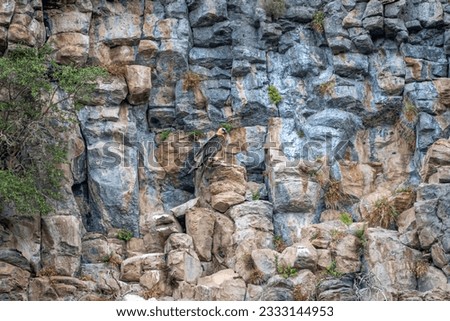 Isolated distant single adult bearded vulture bird in the wild with a beautiful colorful stone cliff background- Armenia