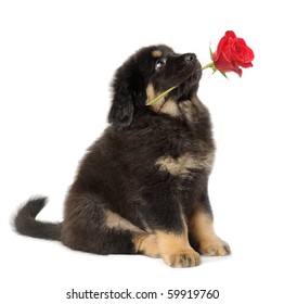 Isolated dog. Black puppy holds red rose in its mouth, looking up on white background