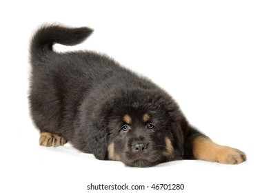 Isolated Dog. Black Tibetan Mastiff Puppy Lies Looking At Camera Playfully Wagging Its Tail Over White Background