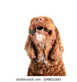 Isolated Dog Chewing Dental Treat With Head Pointed Upwards To A Smile. Labradoodle Dog With Mouth Open And White Teeth And Fangs Visible. Concept For Dental Health Treats For Dogs. Selective Focus. 