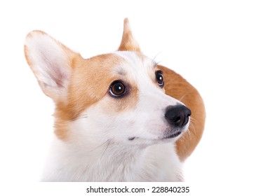 Isolated Dog Confused On White Background