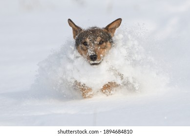 Isolated dog covered in snow on a cold winter day
