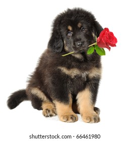 Isolated dog. Cute black puppy holds red rose in its mouth and looks at camera isolated on white background