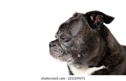 Isolated Dog Head Shot. Side Profile Of Black And White Dog Napping Or Sleeping With Half Closed Eyes. Relaxed Or Content Senior Dog, 9 Years Old Female Boston Terrier Pug Mix. Selective Focus.