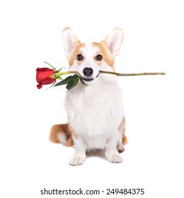 isolated dog hold a flower in her mouth on white background