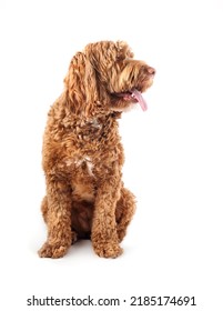 Isolated Dog Sitting With Tongue Out While Looking To The Side. Side Profile Of Cute Relaxed Female Labradoodle Dog With Pink Tongue Hanging Out And Visible Teeth. Selective Focus On Dog Head. 