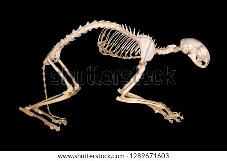 Isolated domestic cat (Felis catus Linnaeus, 1758) skeleton (lateral view) against a black background