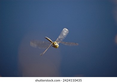 Isolated dragonfly shot in midair from front. Blaugrüne Mosaikjungfer.
					Frontaufnahme in vollem Flug. Aeshna cyanea. Libellulidae.  Grosslibellen.
					