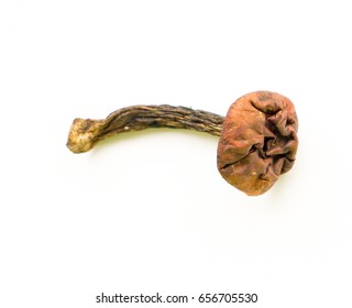 Isolated Dried Mushroom Brown Cap Boletus Stock Photo 656705530 ...