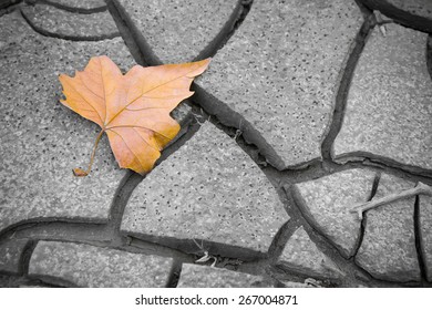 Isolated dry leaf on the ground 