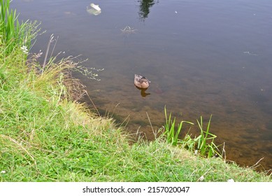 Isolated Duck Swimming On Still Waters Of Industrial Canal 