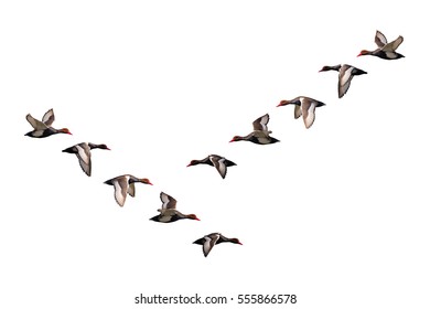 Isolated Ducks. Flying Ducks. White Background. Bird: Red Crested Pochard Netta Rufina.