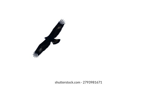 Isolated eagle flying and soaring high in the sky with wings outstretched in a majestic display on a white background