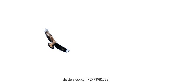 Isolated eagle soaring in flight with fully extended wings during high altitude search glide on a white background