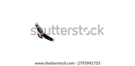 Isolated eagle soaring in flight with fully extended wings during high altitude search glide on a white background